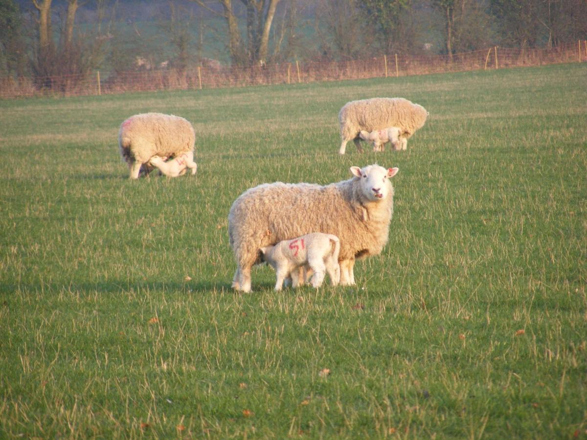 Marshwood Farm B&B And Shepherds Hut Dinton  Zewnętrze zdjęcie